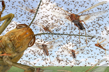 Locust Swarms 05